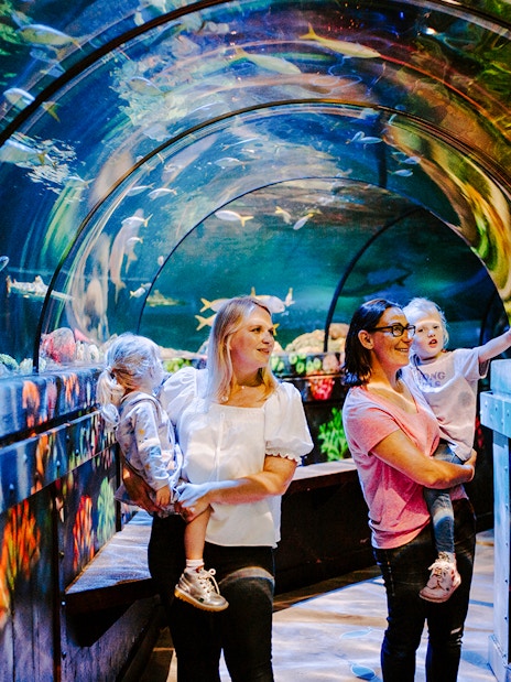 Guests exploring underwater tunnel at SEA Life Brighton.