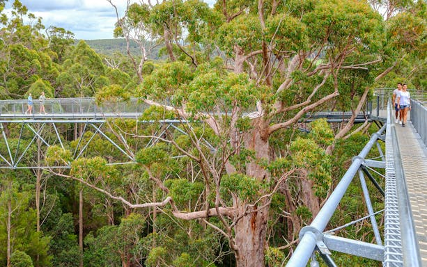 Walkway through treetops in South Australia forest on guided tour.