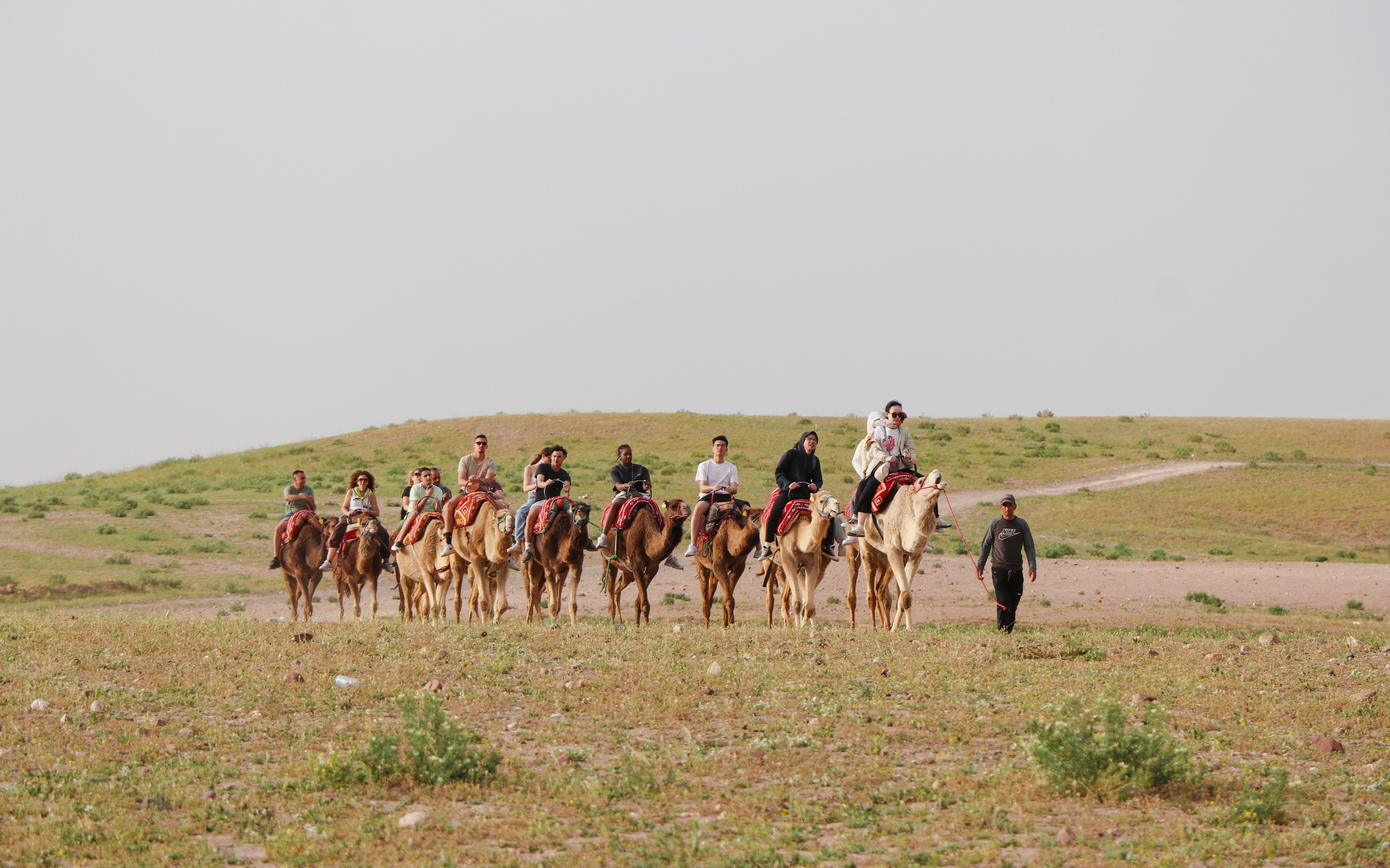 Group camel ride in Agafay desert during safari lunch tour.