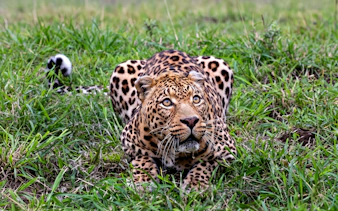 reserva privada de caza aquila: safari de varios días que incluye excursiones para avistar animales cerca de ciudad del cabo-8