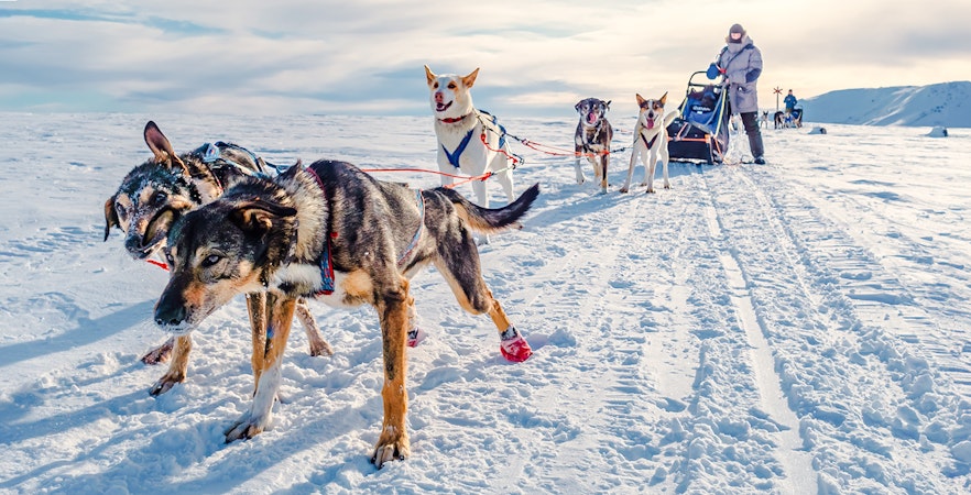 Dog sledding team pulling a sled across snowy landscape.