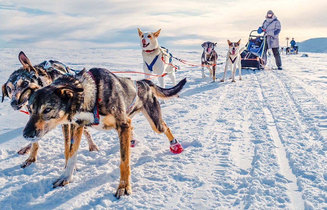 dog sledding in arctic