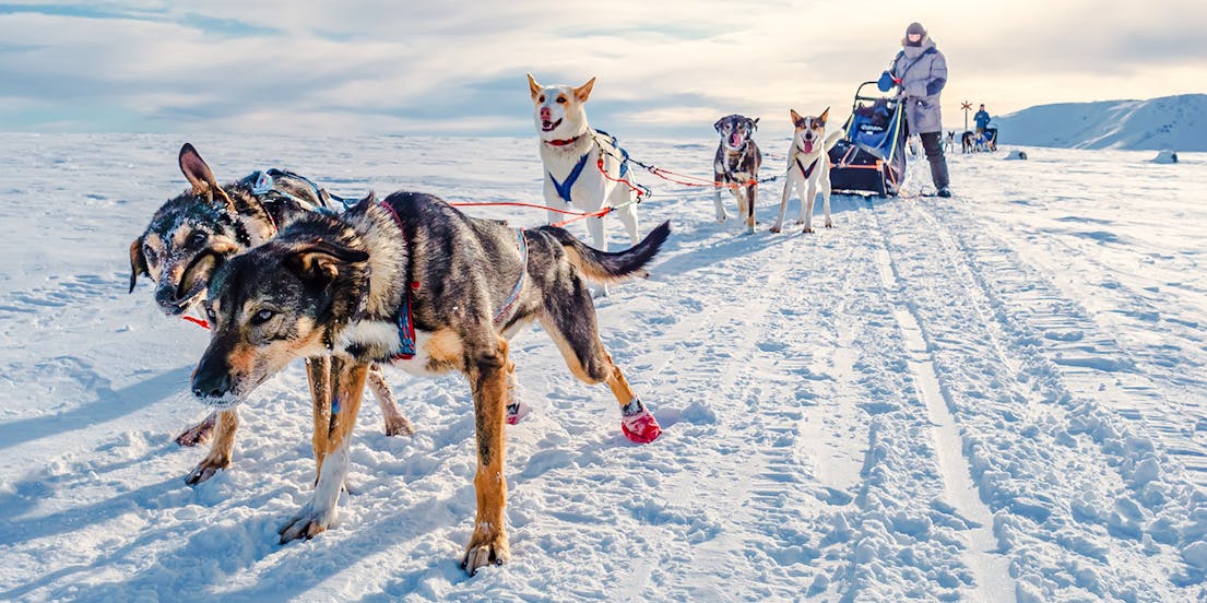 Dog Sledding Tromso