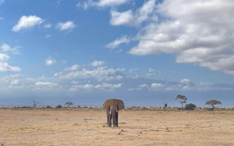 Elephant in Amboseli National Park with Mount Kilimanjaro in the background.