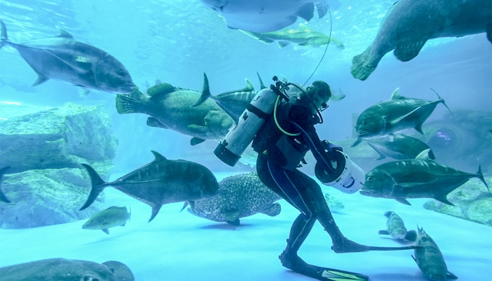 Walk on the ocean floor at Aquatrek Xtreme