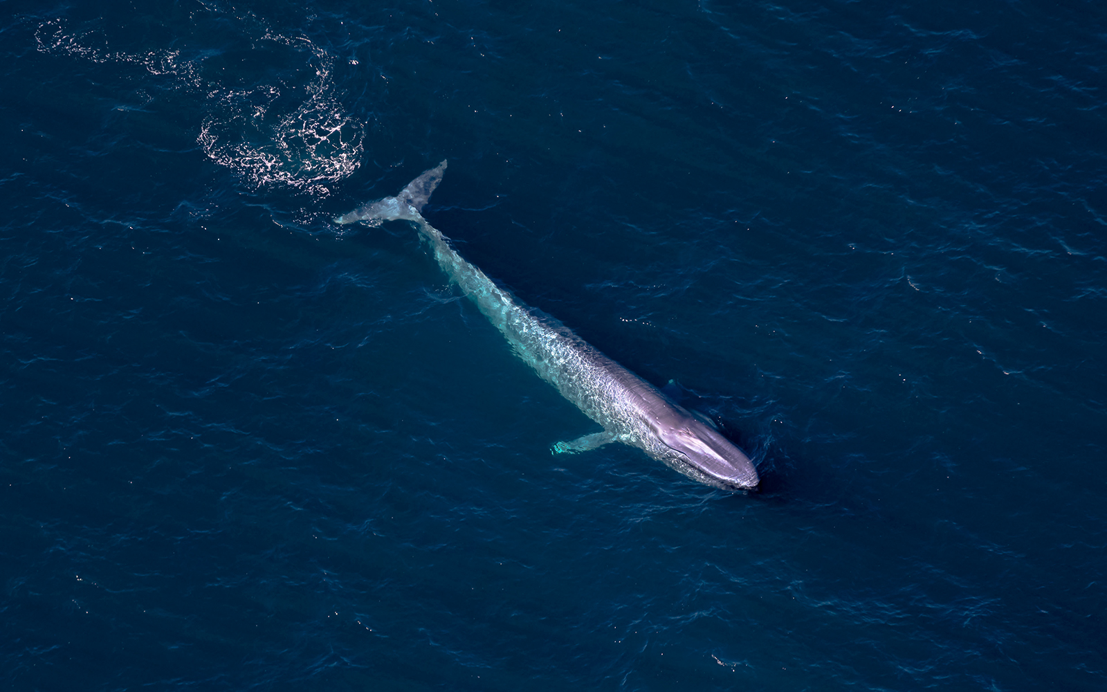 Aerial view of a whale swimming in the ocean during a whale watching flight.