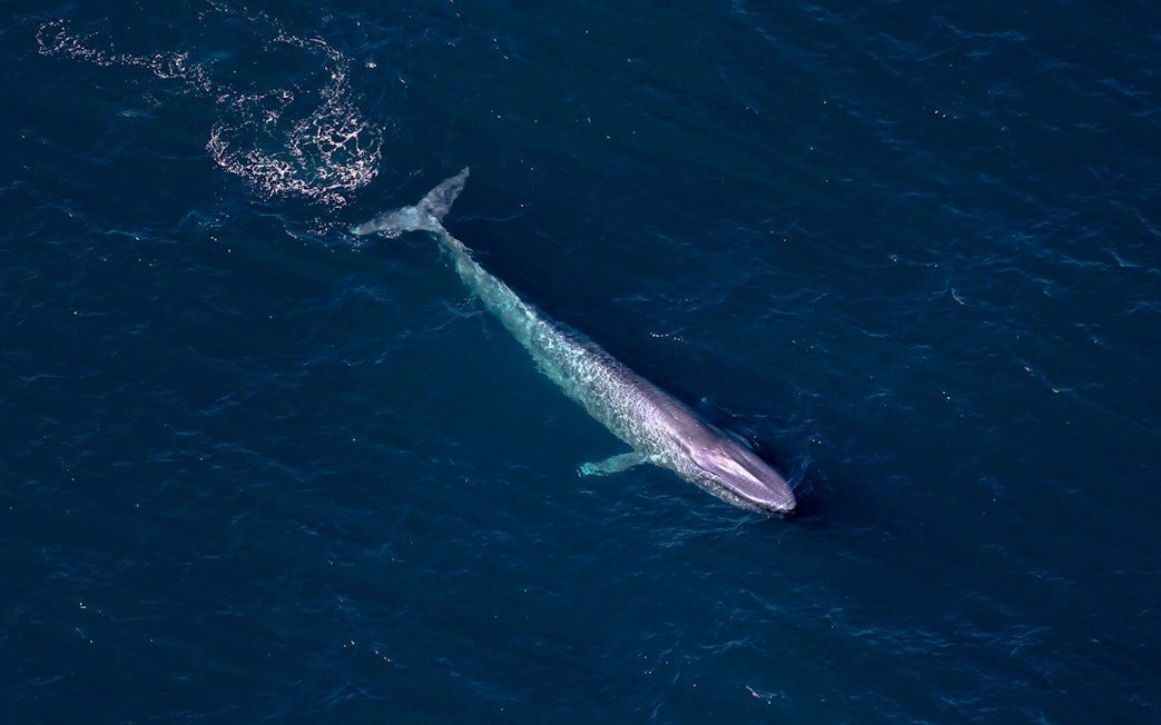 Aerial view of a whale swimming in the ocean during a whale watching flight.