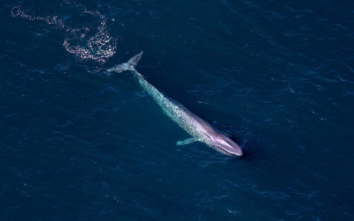 Aerial view of a whale swimming in the ocean during a whale watching flight.