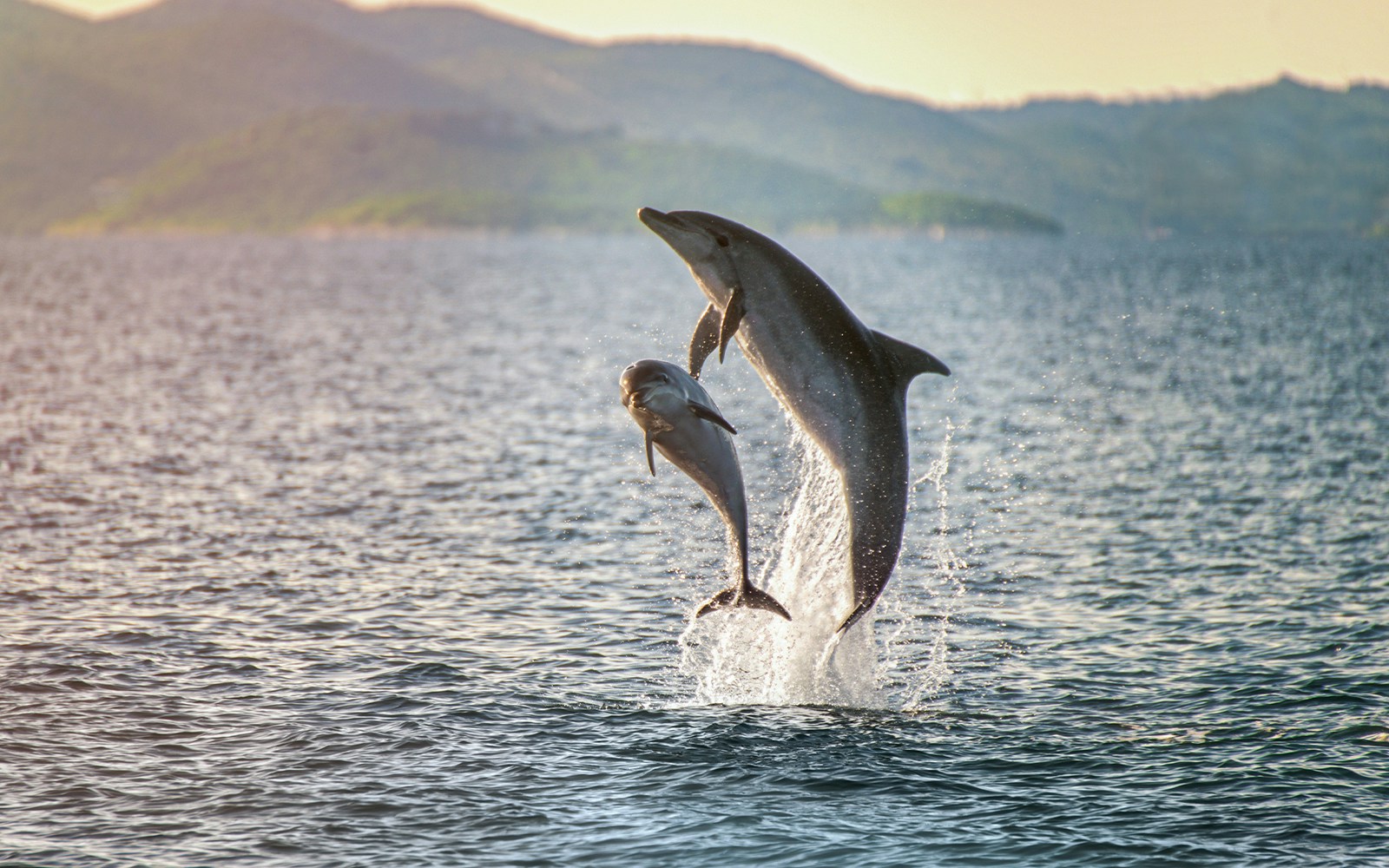 dolphins breaching water surface