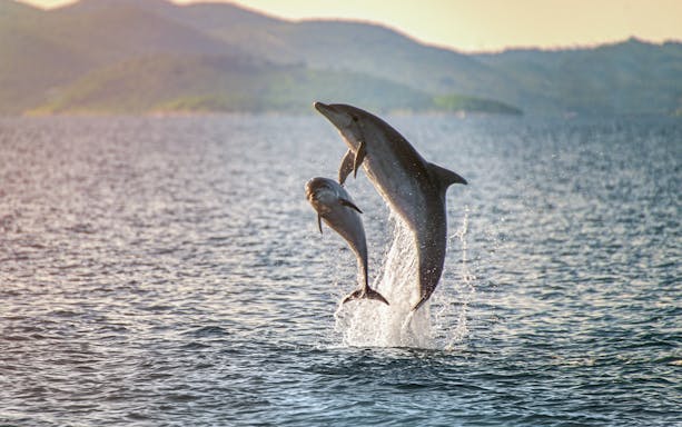 Dolphins leaping from the water near Figarolo Island during a dinghy tour.