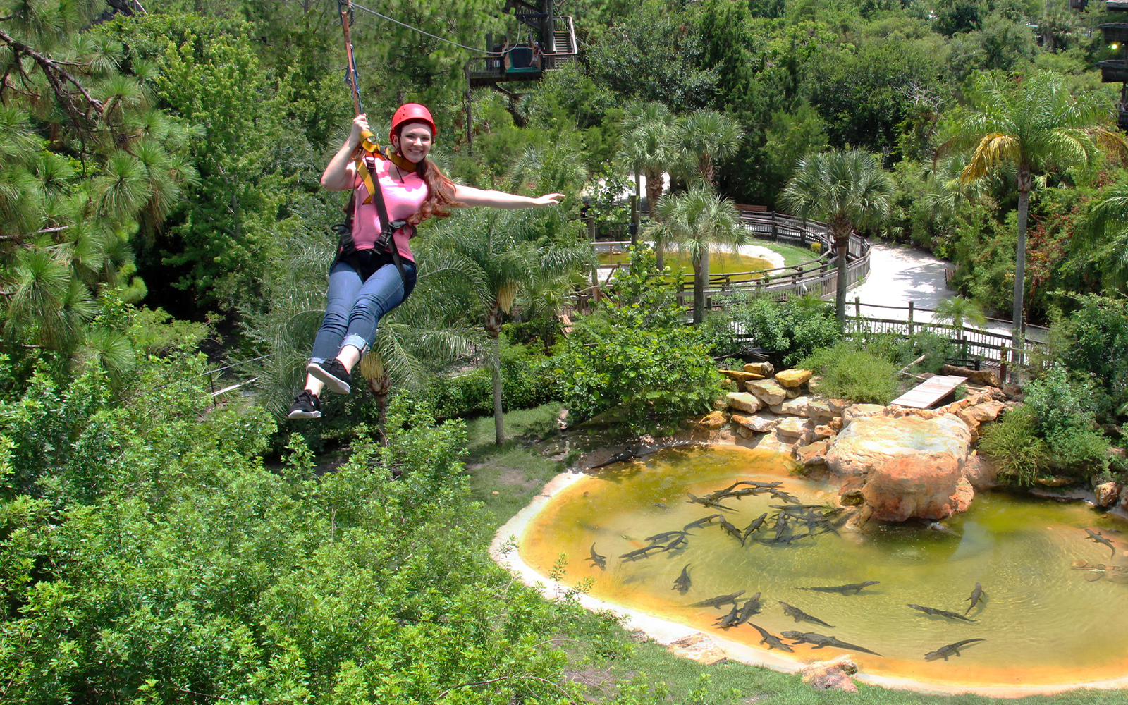 Ziplining over alligator pond at Gatorland, surrounded by lush greenery.