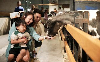 Family feeding cow at Just Farm Indoor Zoo Kuala Lumpur.