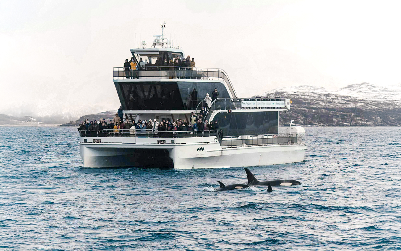 Tourists on deck during Tromso Silent Whale Watching by Hybrid-Electric Cruise, observing whales in the distance