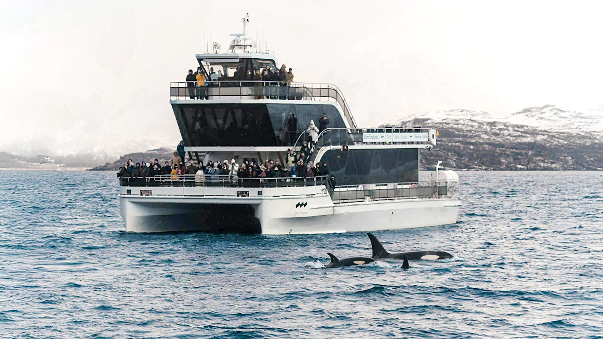 Hybrid-electric cruise with passengers watching orcas in Tromso waters.