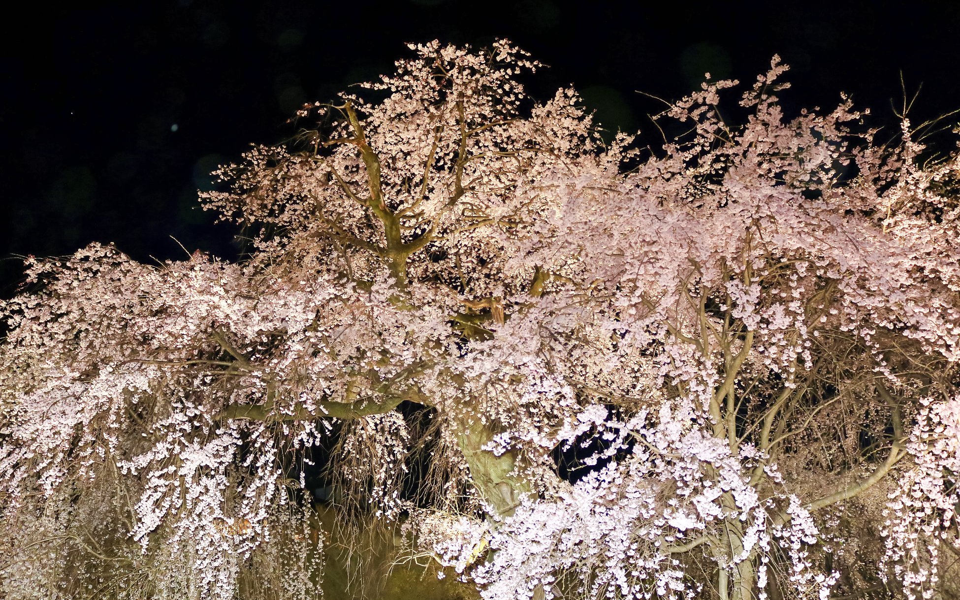 Gion Weeping Cherry Tree illuminated at night in Maruyama Park, Kyoto, Japan.