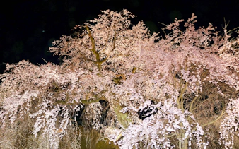 Gion Weeping Cherry Tree illuminated at night in Maruyama Park, Kyoto, Japan.