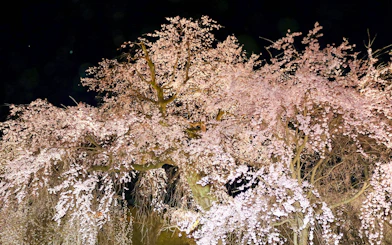 Gion Weeping Cherry Tree illuminated at night in Maruyama Park, Kyoto, Japan.