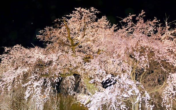 Gion Weeping Cherry Tree illuminated at night in Maruyama Park, Kyoto, Japan.