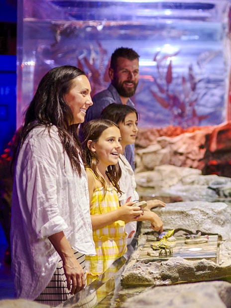 Family exploring the Rocky Shores exhibit at Sea Life Melbourne.