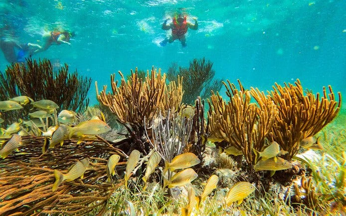 3 Hidden Cenotes and Puerto Morelos Reef Guided Snorkeling Tour