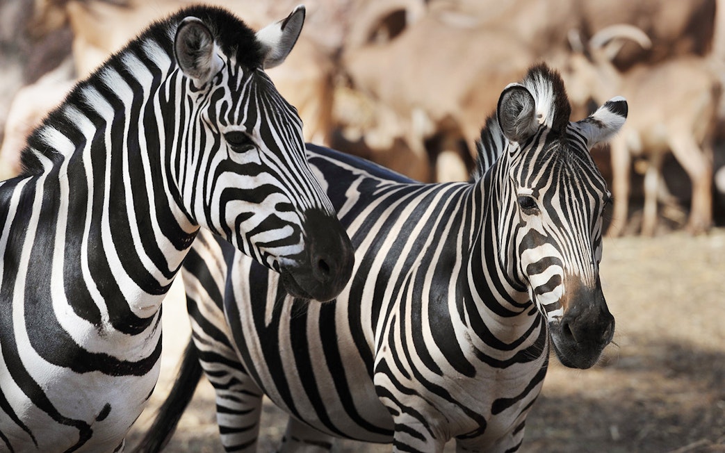 Zebras at Oasis Wildlife Fuerteventura entrance, surrounded by other animals.