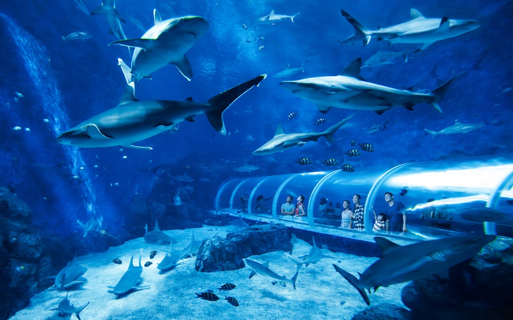 Visitors in an underwater tunnel surrounded by sharks at S.E.A Aquarium, Singapore.