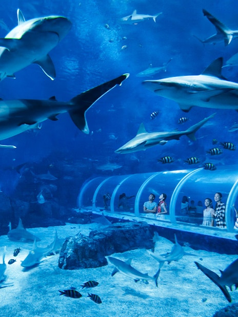 Visitors in an underwater tunnel surrounded by sharks at S.E.A Aquarium, Singapore.