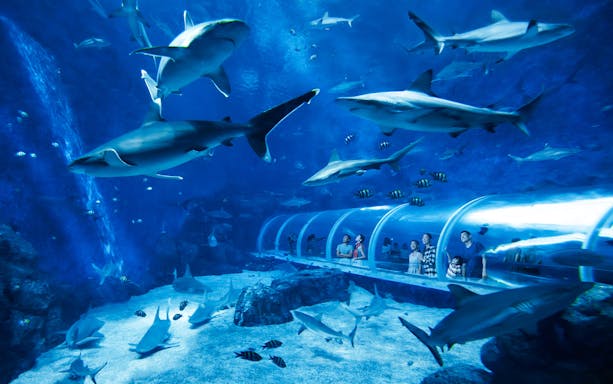 Visitors in an underwater tunnel surrounded by sharks at S.E.A Aquarium, Singapore.