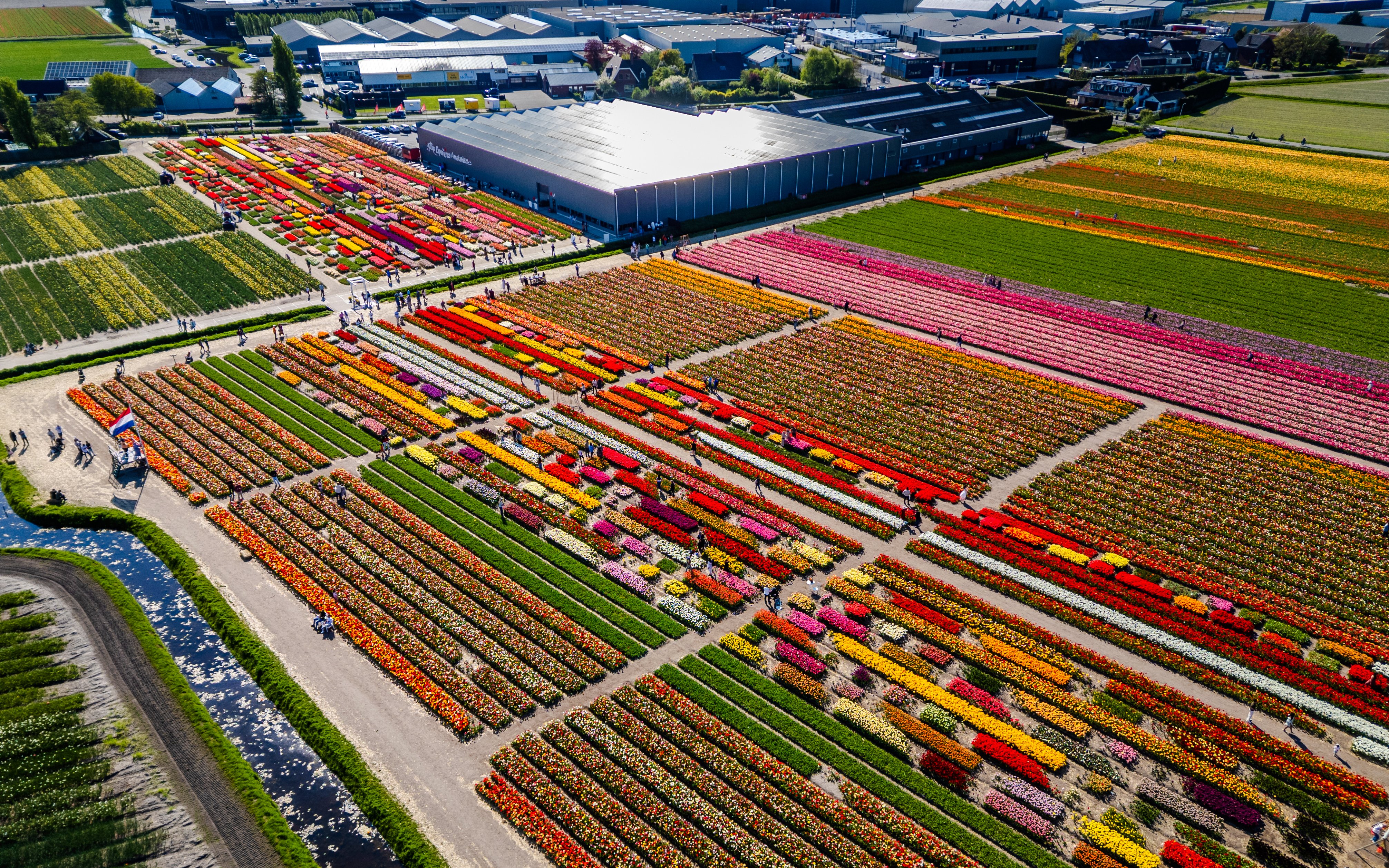 Aerial view of colorful tulip fields in Amsterdam's Tulip Garden.