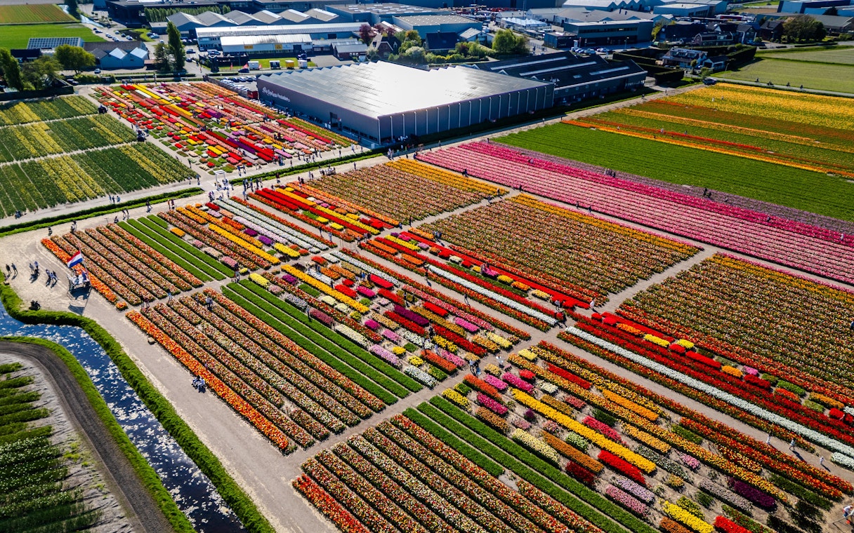 Aerial view of colorful tulip fields in Amsterdam's Tulip Garden.