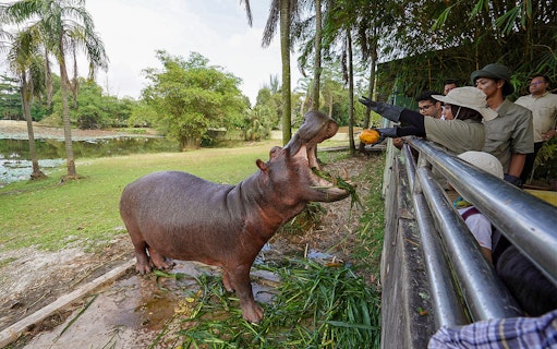 Visitors feeding a hippo at Paya Indah Discovery Wetlands, Gamuda Cove.
