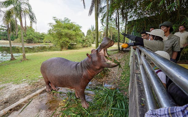 Visitors feeding a hippo at Paya Indah Discovery Wetlands, Gamuda Cove.
