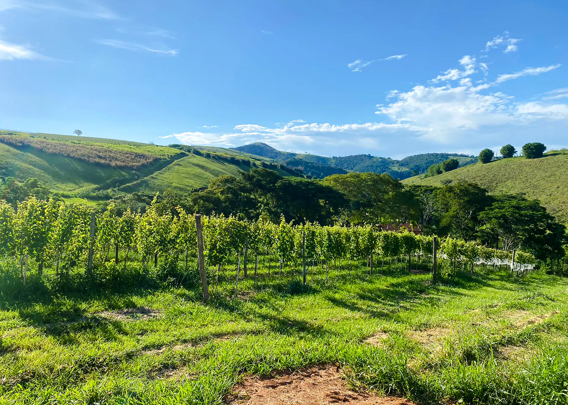 Vineyard with lush green hills in Rio de Janeiro, part of a winery getaway tour.