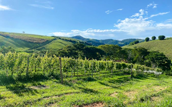 Vineyard with lush green hills in Rio de Janeiro, part of a winery getaway tour.