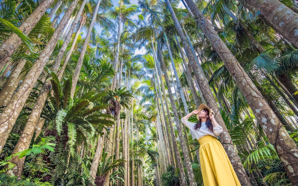 Visitor exploring tall palm trees at Southeast Botanical Gardens.