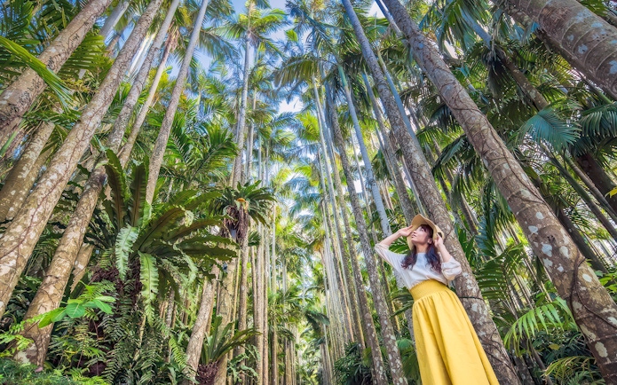 Visitor exploring tall palm trees at Southeast Botanical Gardens.