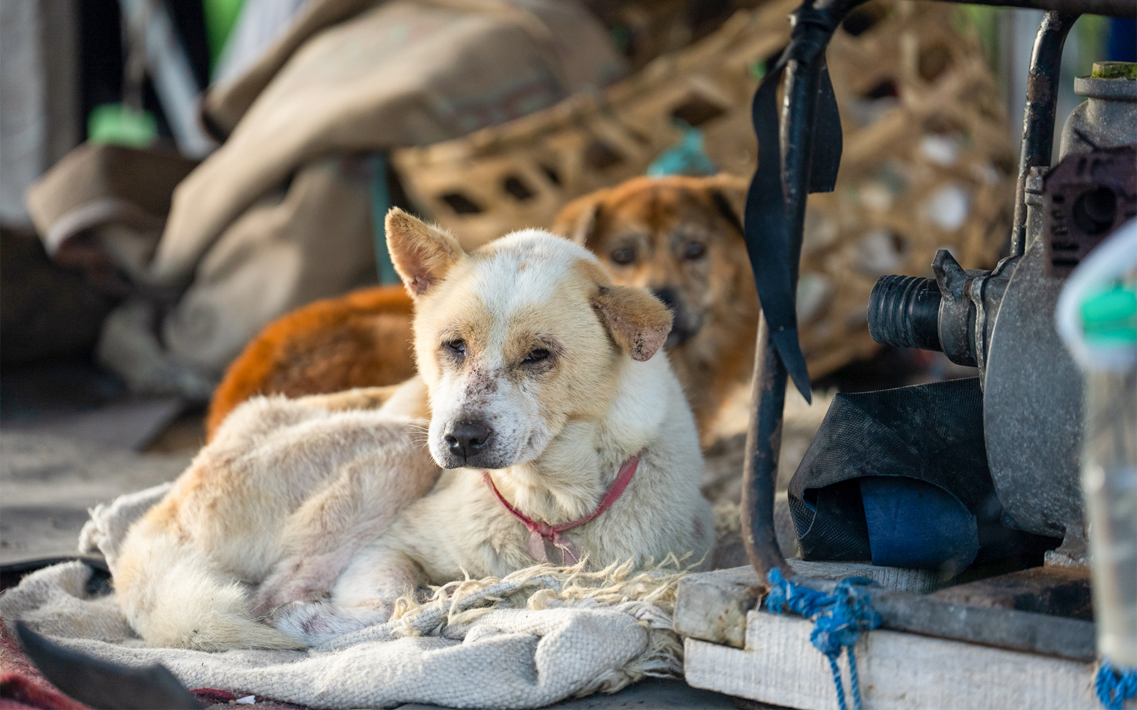 Mount Batur’s geography