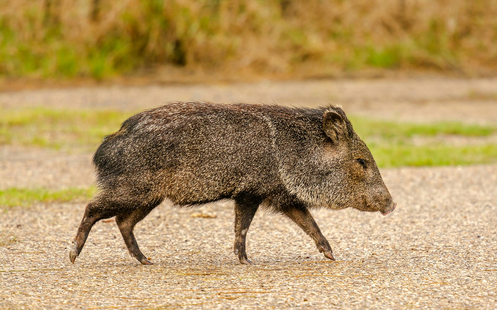 Javelina