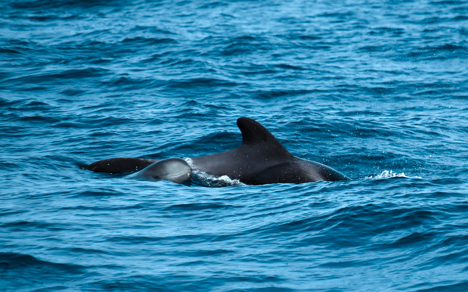 Dolphins swimming during a private dolphin watching tour.