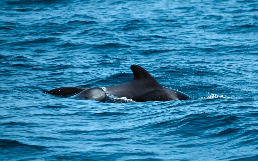 Dolphins swimming during a private dolphin watching tour.