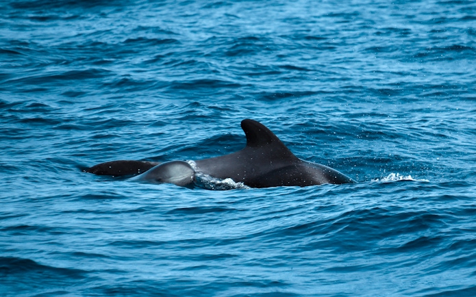 Dolphins swimming during a private dolphin watching tour.