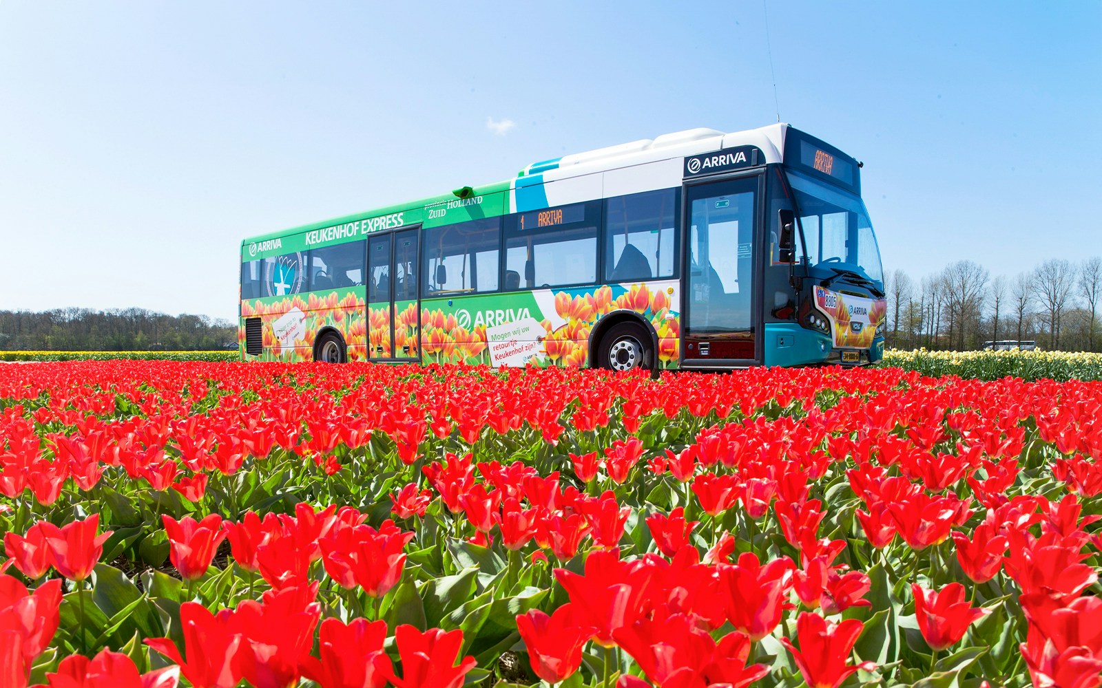 Keukenhof Express bus in tulip field, Netherlands.