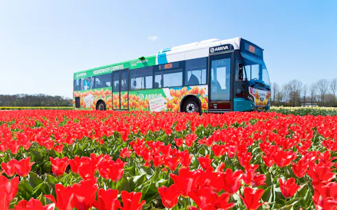 Keukenhof Express bus in tulip field, Netherlands.