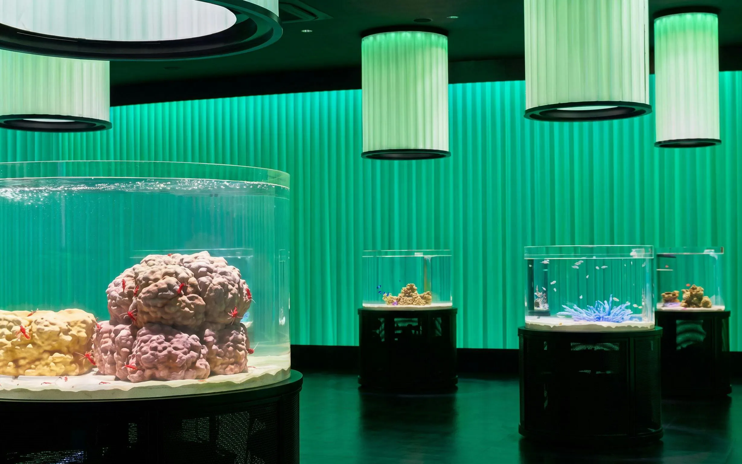 Aquariums with coral and marine life at NIFREL Interactive Aquazoo.