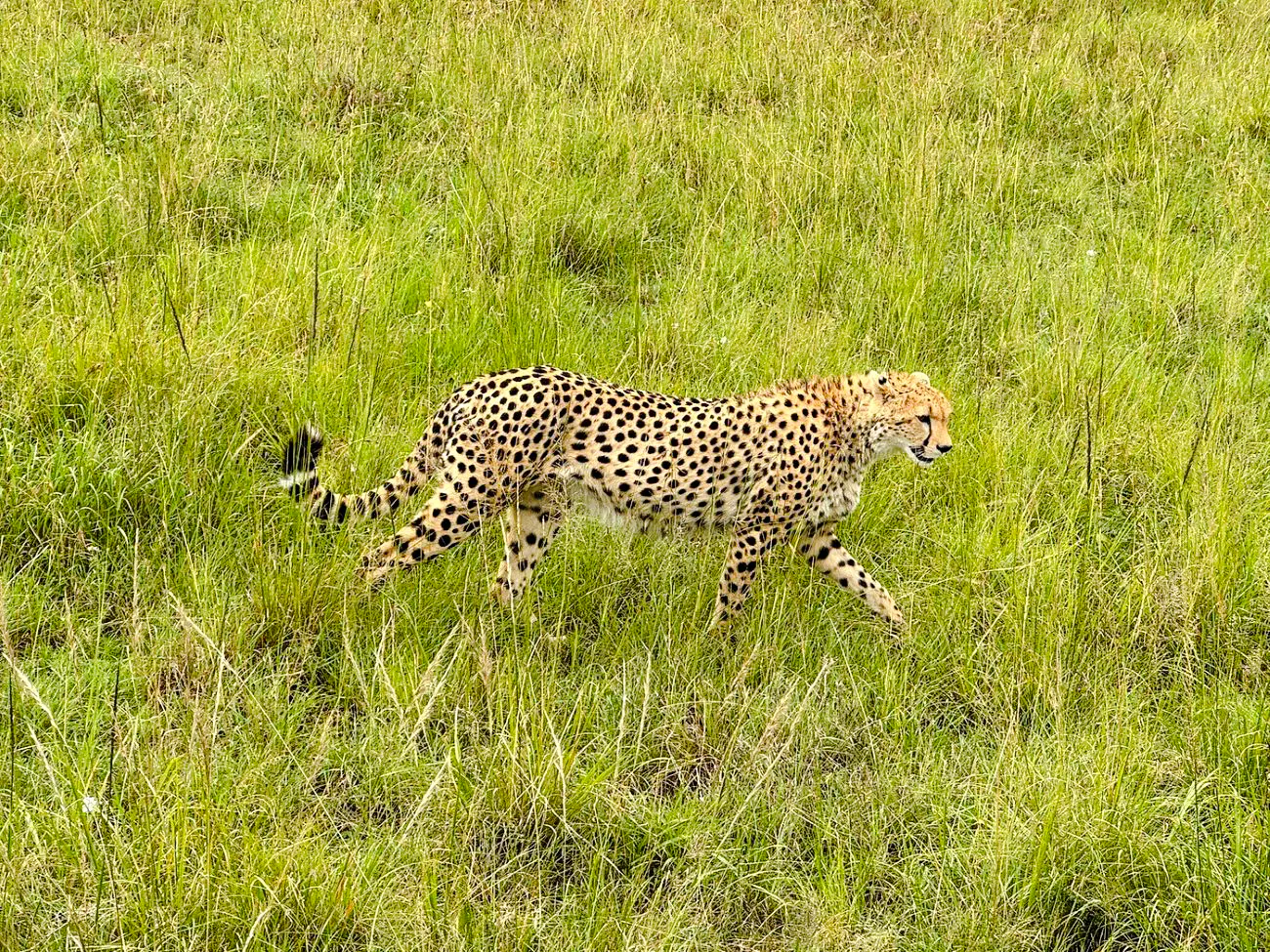 Cheetah walking through grass in Nairobi National Park, Kenya.