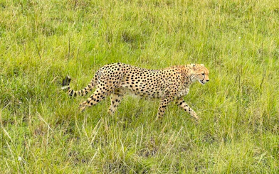 Cheetah walking through grass in Nairobi National Park, Kenya.