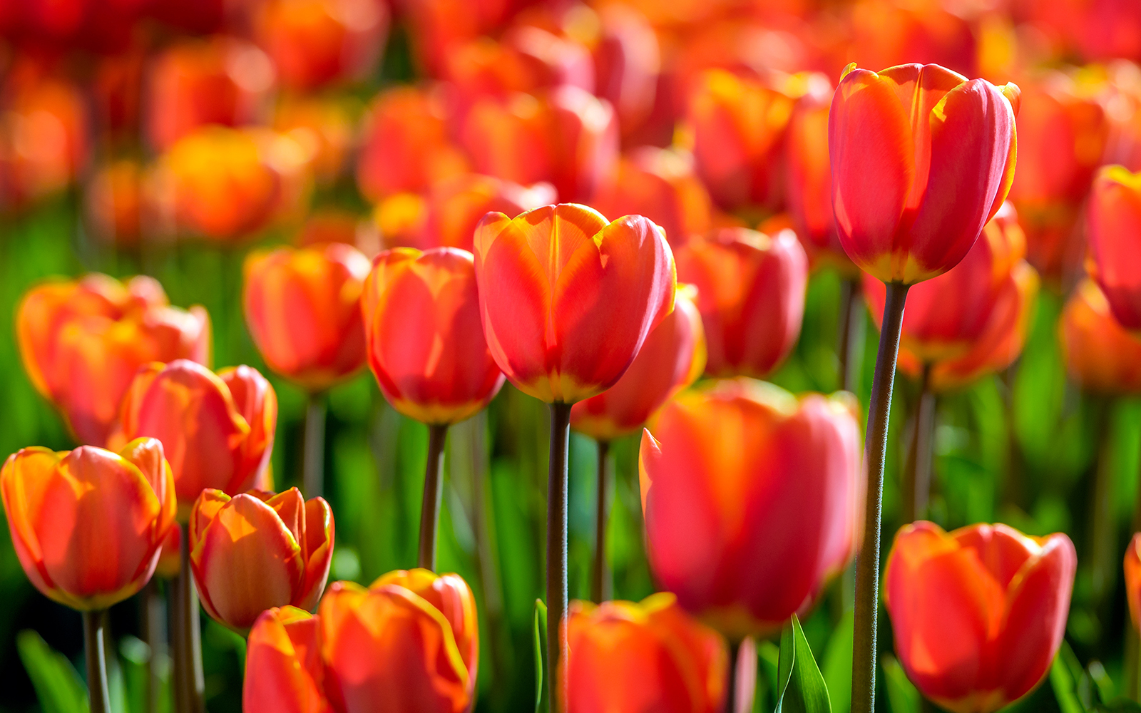 amsterdam tulip festival