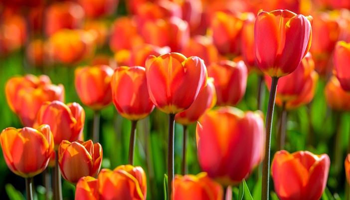 amsterdam tulip festival