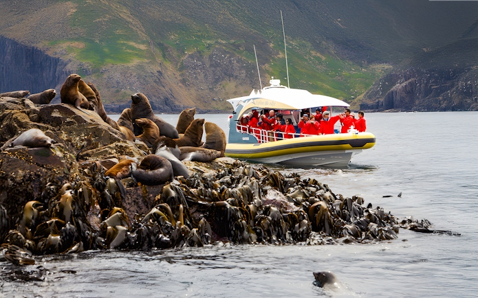 Bruny Island cruise boat near sea lions on rocky coastline, Tasmania.