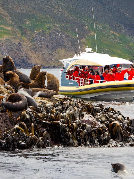 Bruny Island cruise boat near sea lions on rocky coastline, Tasmania.
